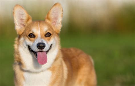 To buy, select Size. . Topi the corgi owners